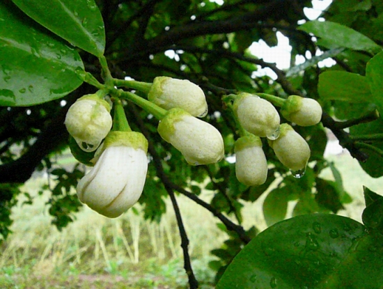 橙子花