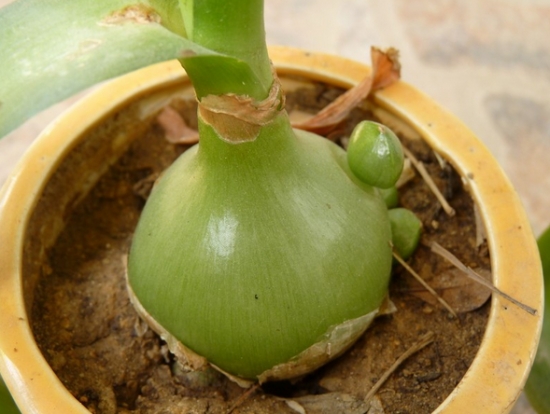 虎眼万年青的球茎