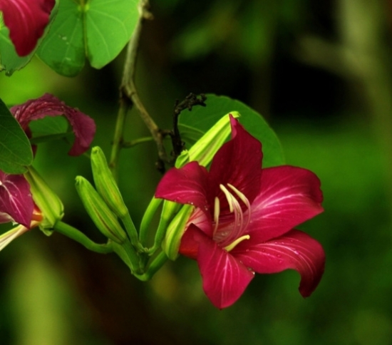 锦带花特写