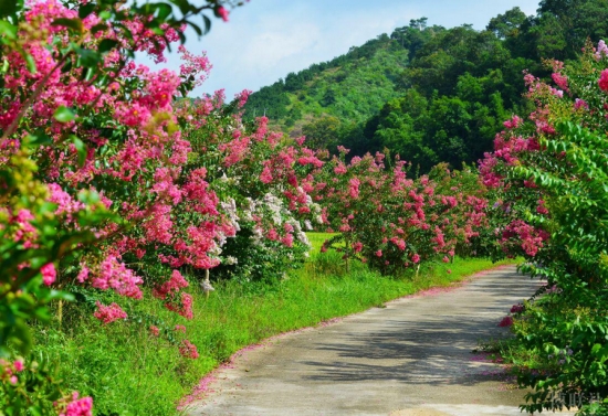 道路两旁的紫薇花