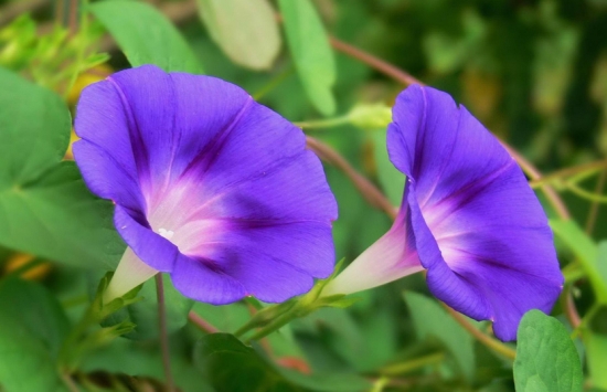 紫色的牵牛花