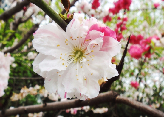 碧桃花开了