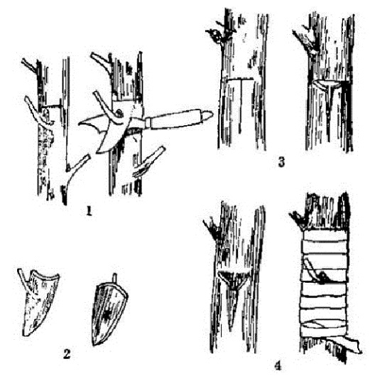柿子树嫁接——丁字形芽接法