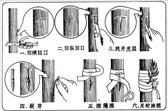 桃树芽接操作示意图