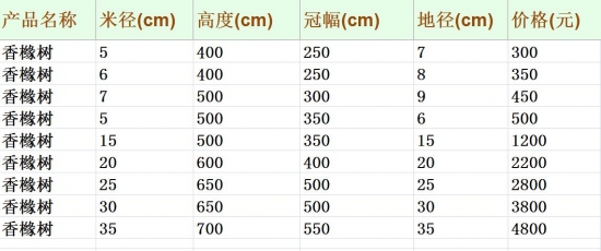 香橼树价格