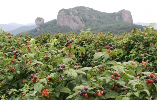 覆盆子种植基地