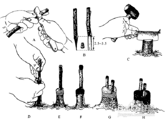 桃树的嫁接示意图