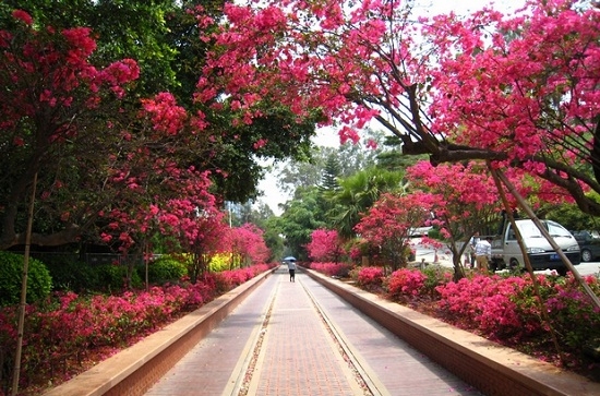 开满花的三角梅花道路