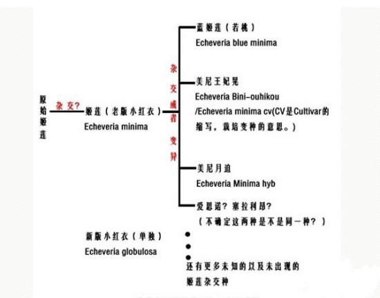 原始姬莲和小红衣（老版）的关系图