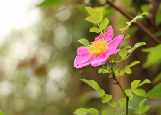 刺梨花的养殖方法