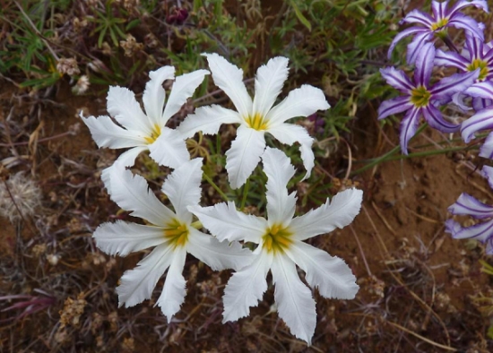 阳光百合怎样种植