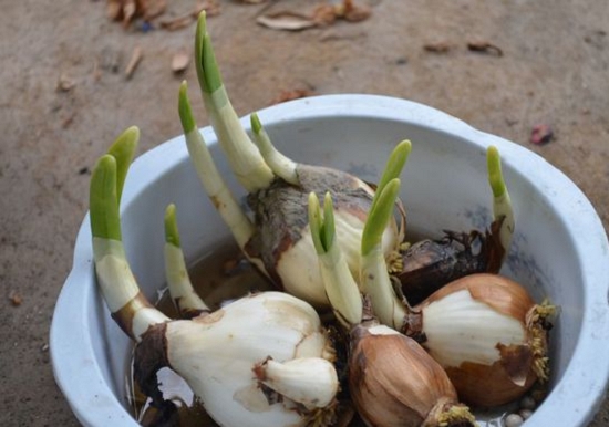 水仙开花后复花种植