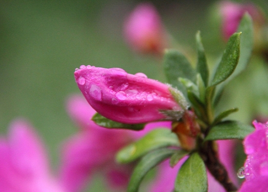 杜鹃花花蕾