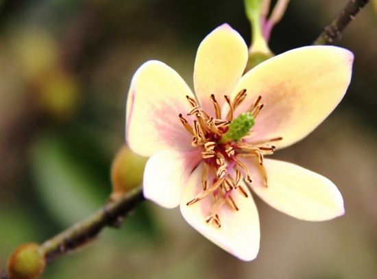 香远益清——含笑花