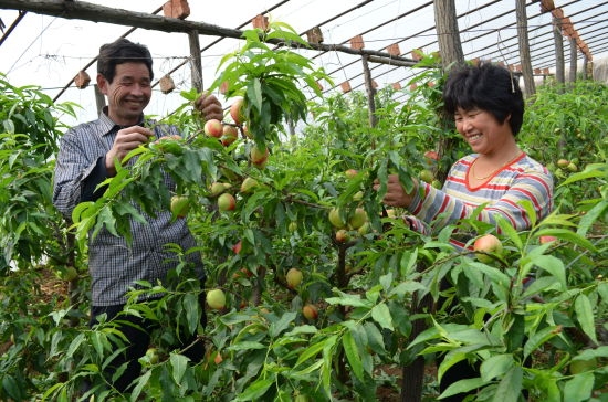 油桃种植技术——疏果