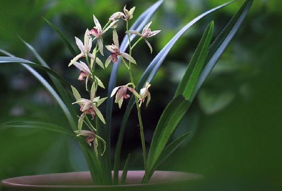 国兰种植的“喜”