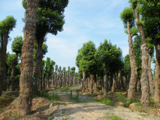 香樟树的发展前景