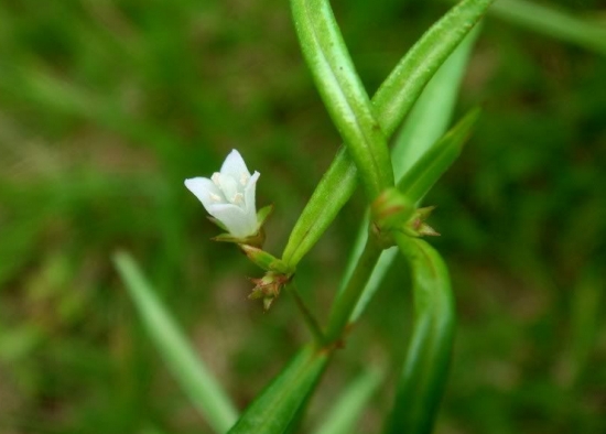 百花蛇舌草的介绍