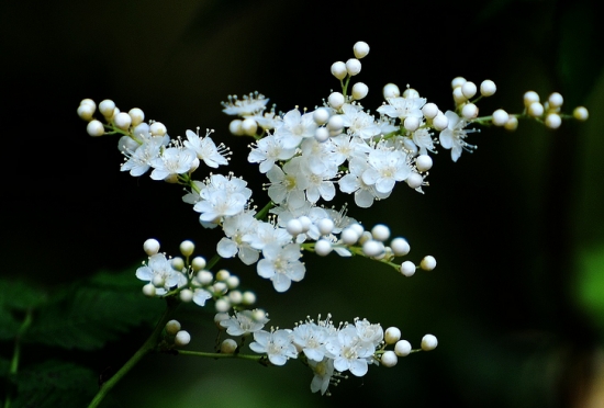 珍珠梅的介绍