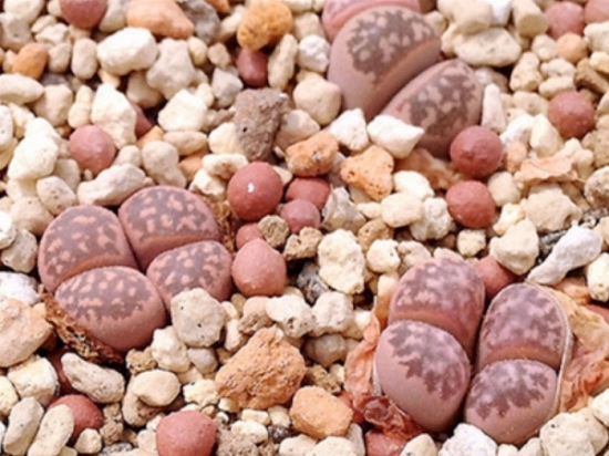 茧形玉——Lithops marmorata v. marmorata ‘Polepsky Smaragd’