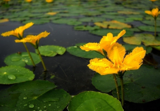 水生植物种植