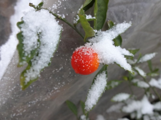 雪中的玉珊瑚（五）