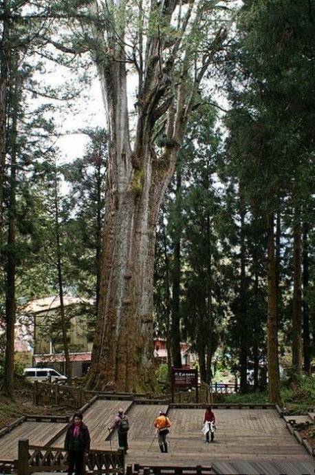 阿里山神木