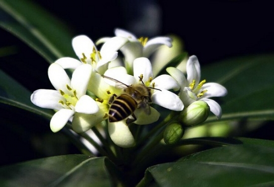 非洲茉莉花