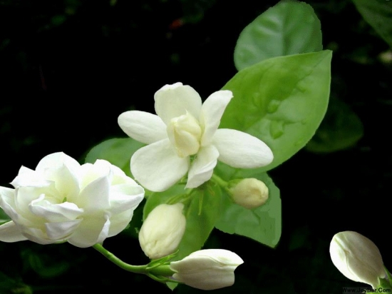 茉莉花的开花季节和开花时间（花期）