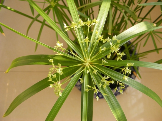 12种室内观叶植物常见病虫害防治