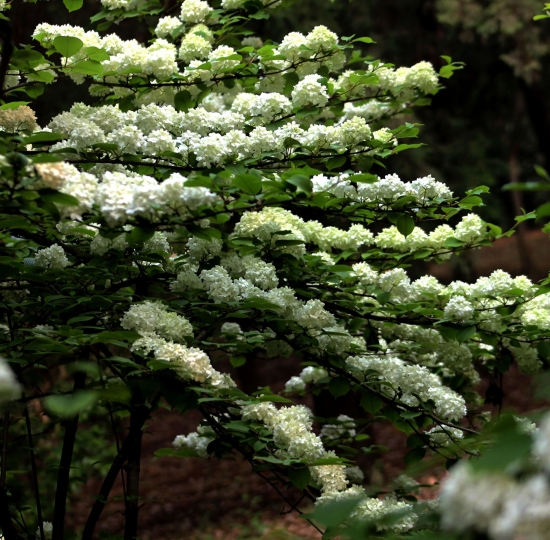 冬季同样美丽的4种常绿爬藤植物