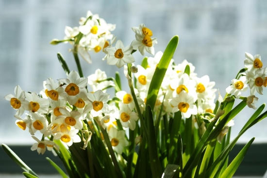 水仙花冬天怎么养