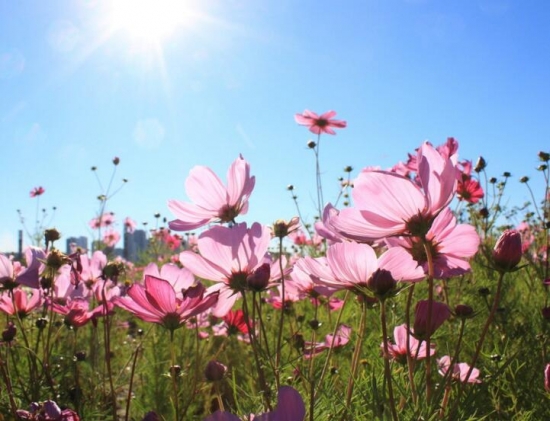 格桑花/八瓣梅的介绍和养殖方法