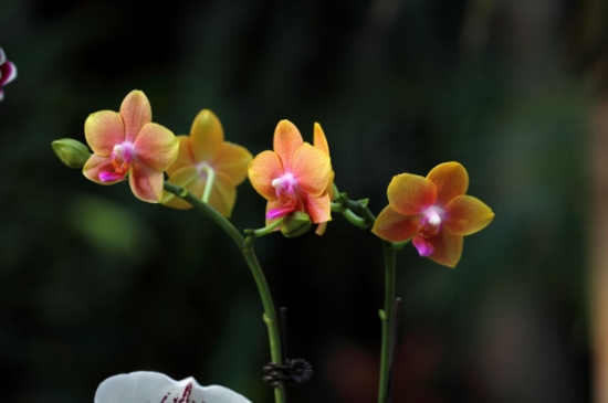 兰花的养殖方法，花友两年养殖兰花经验分享