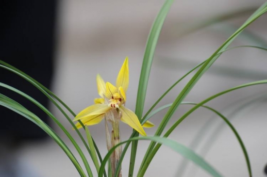 兰花的养殖方法，花友两年养殖兰花经验分享