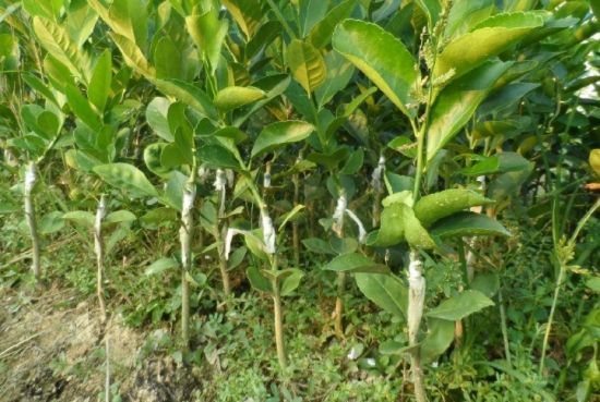 植物嫁接技术