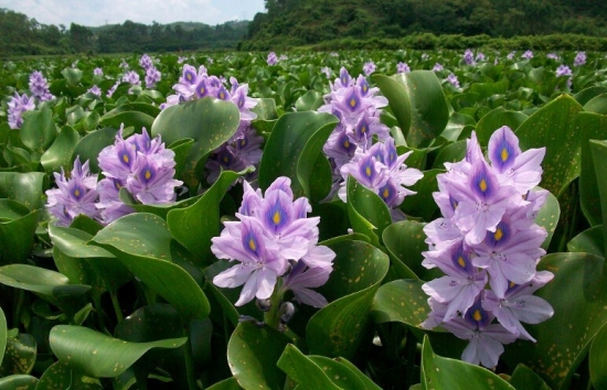 水葫芦的由来