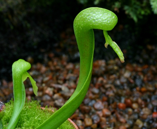 眼镜蛇瓶草