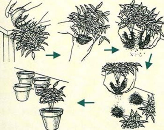 分株繁殖