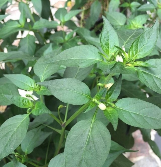 七彩椒种植技术