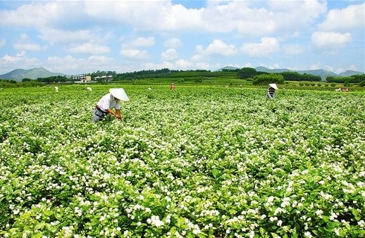 花的品种和分类