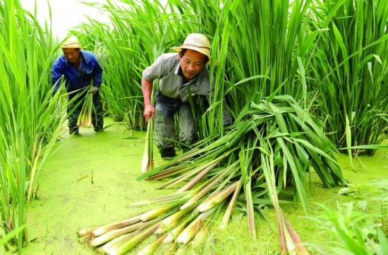 茭白收获