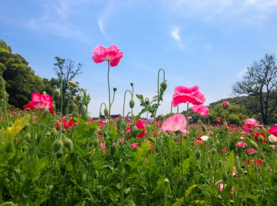 虞美人花