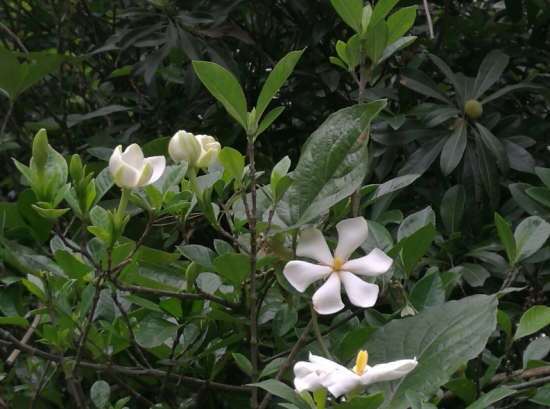 栀子花种子什么时候发芽