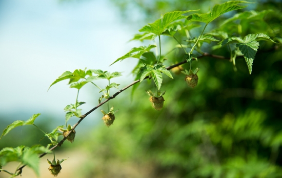 覆盆子叶茶