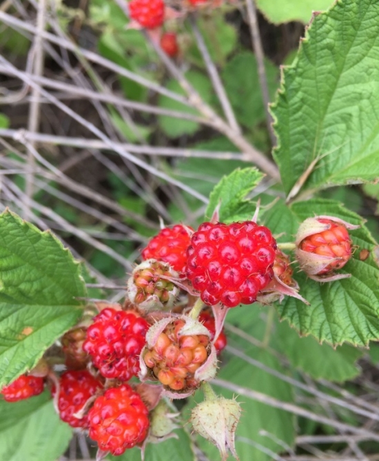 覆盆子叶茶