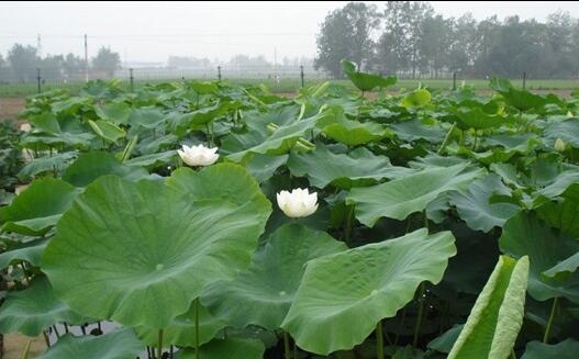 莲藕种植技术