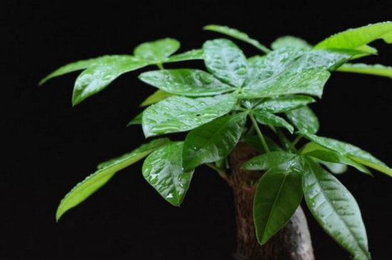 室内空气加湿效果好的植物