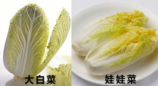 娃娃菜和大白菜的区别