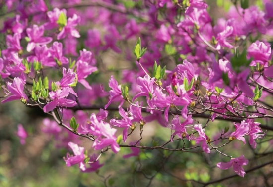 常见杜鹃花死亡原因